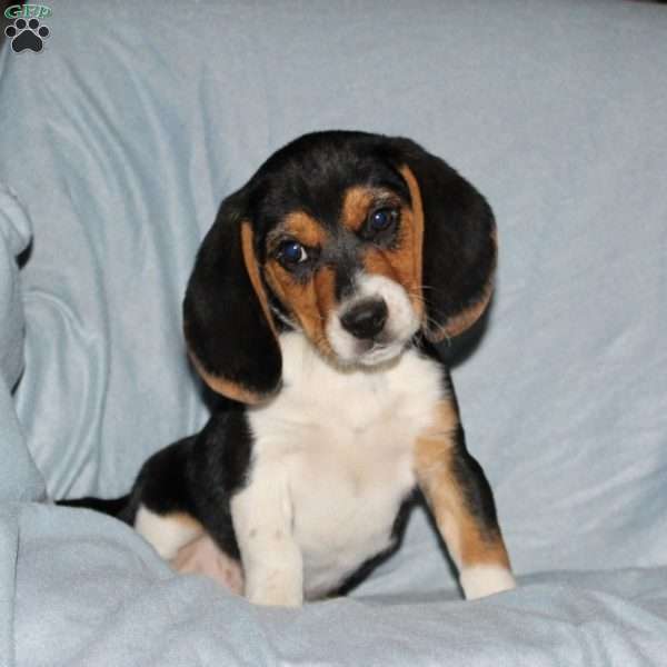 Dandy, Beagle Puppy